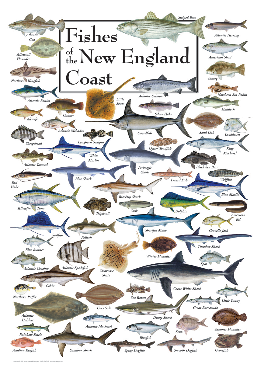 Fishes Of The New England Coast Regional Fish Poster 